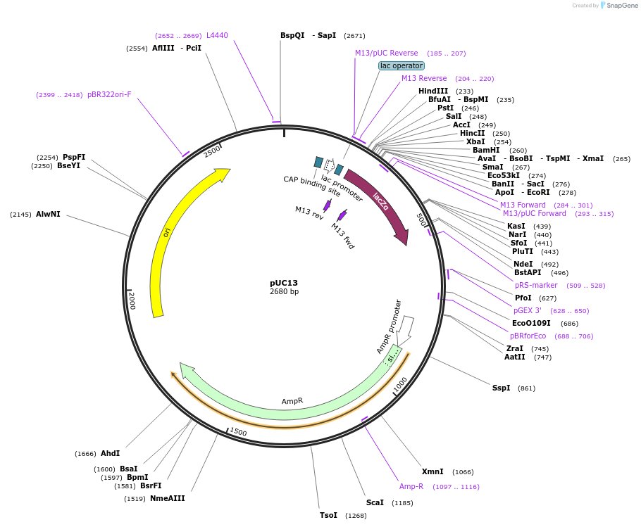 50003-plasmid-map-sequence-id-74674