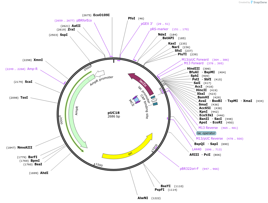 50004-plasmid-map-sequence-id-74675
