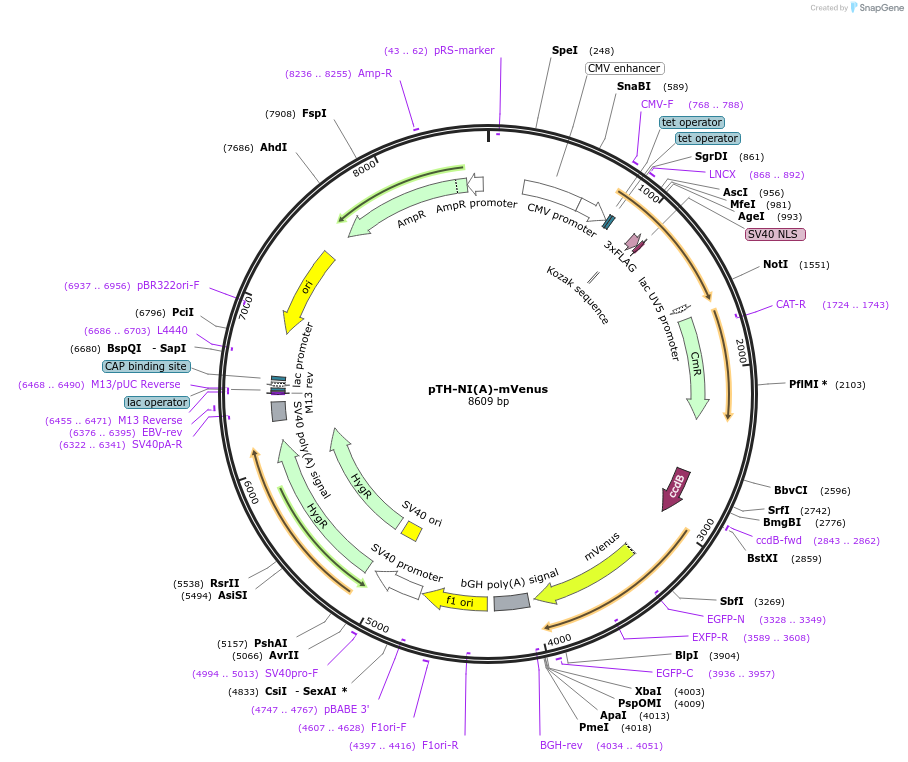 49622-plasmid-map-sequence-id-74721