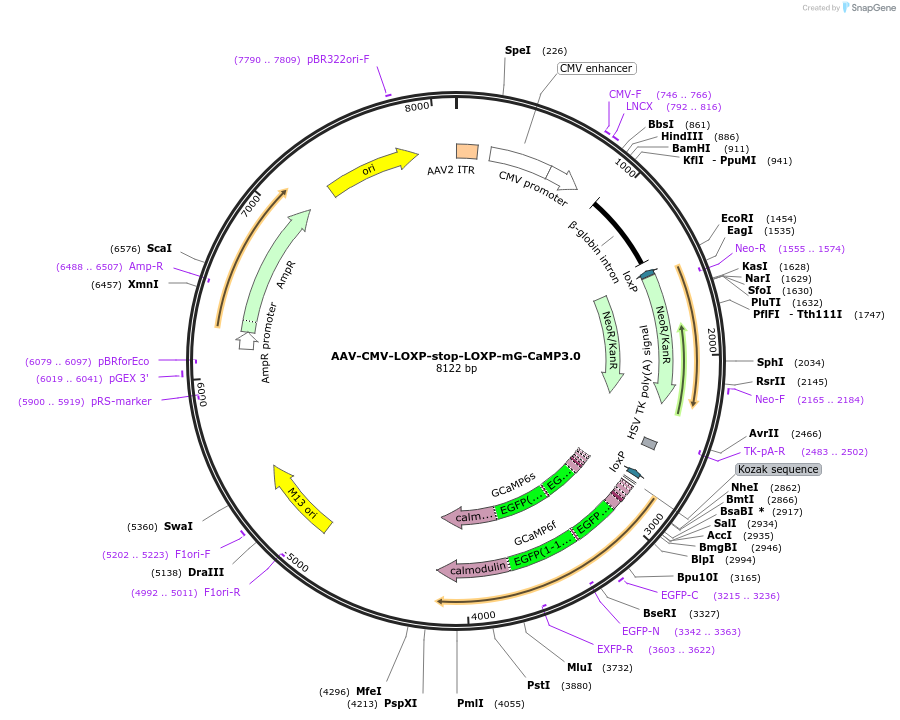 50022-plasmid-map-sequence-id-74724
