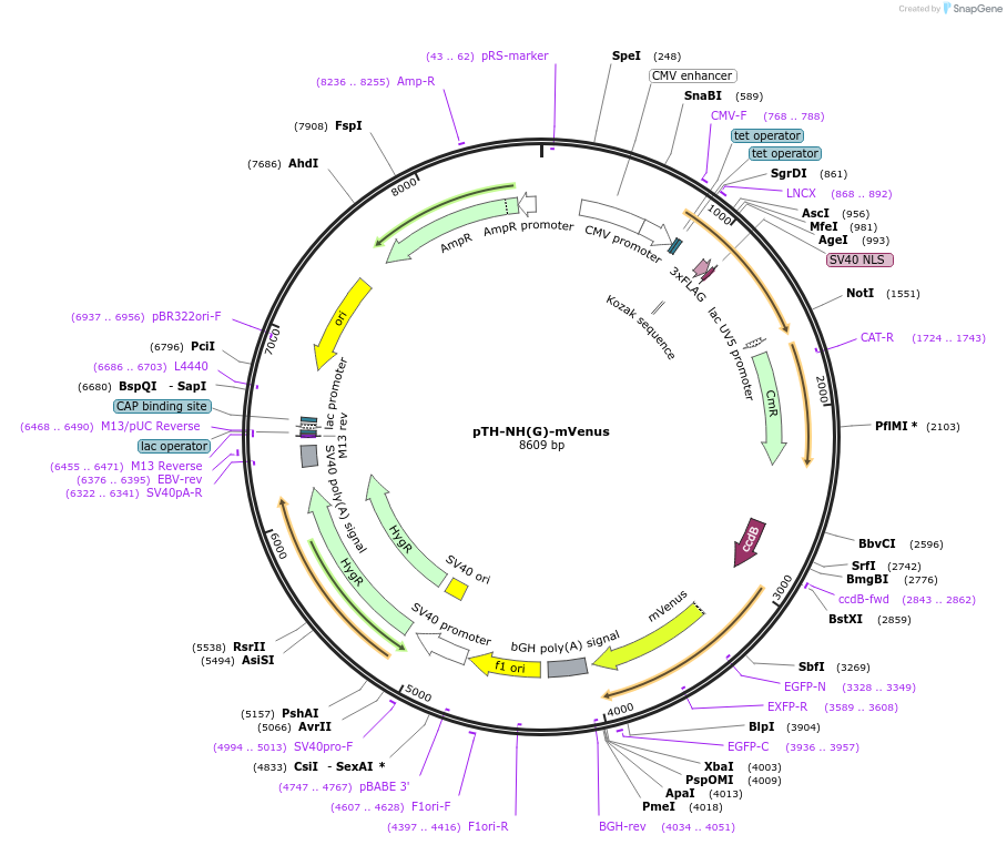 49625-plasmid-map-sequence-id-74759