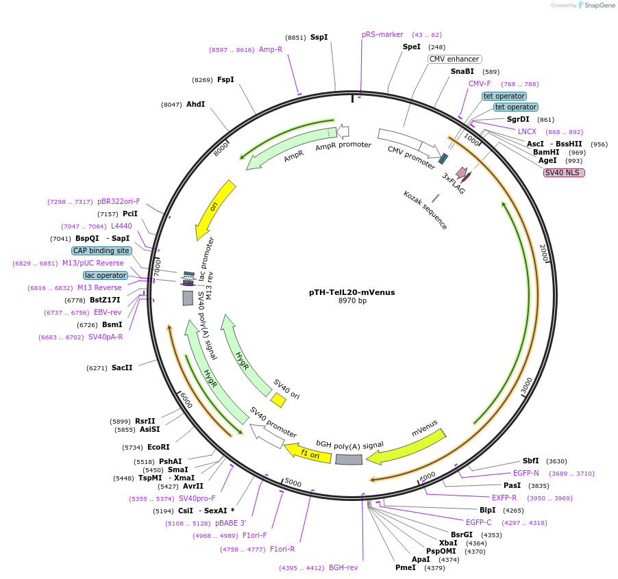 49636-plasmid-map-sequence-id-74771