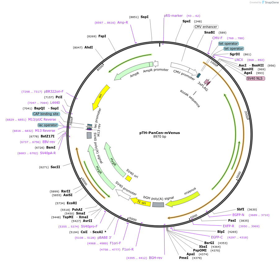 49640-plasmid-map-sequence-id-74776