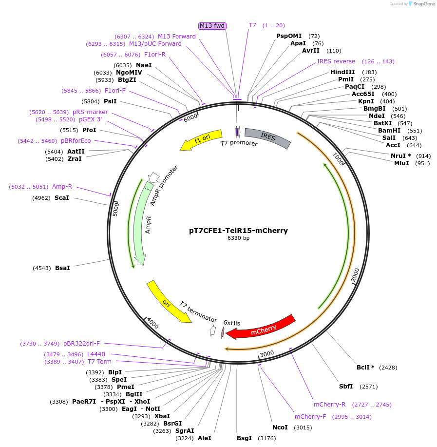 49647-plasmid-map-sequence-id-74786