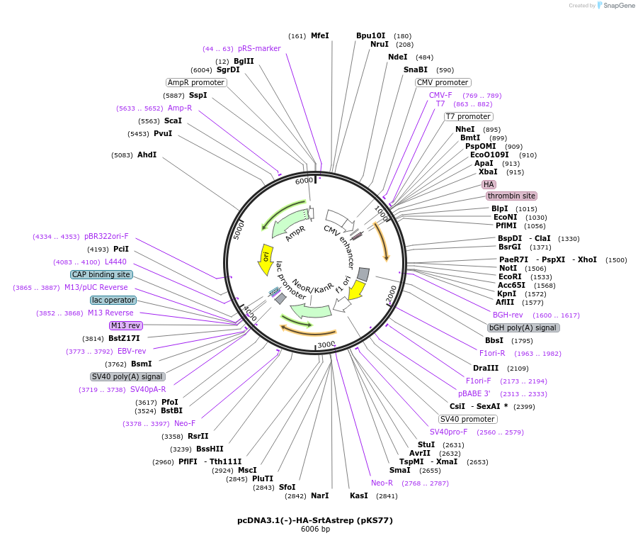 50030-plasmid-map-sequence-id-74804