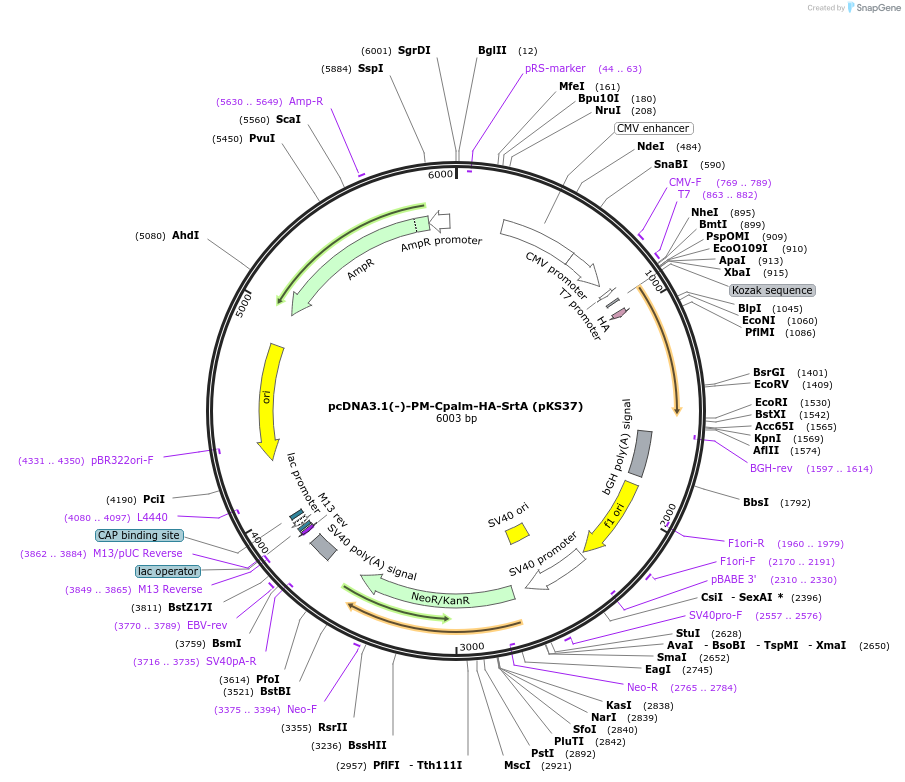 50031-plasmid-map-sequence-id-74805