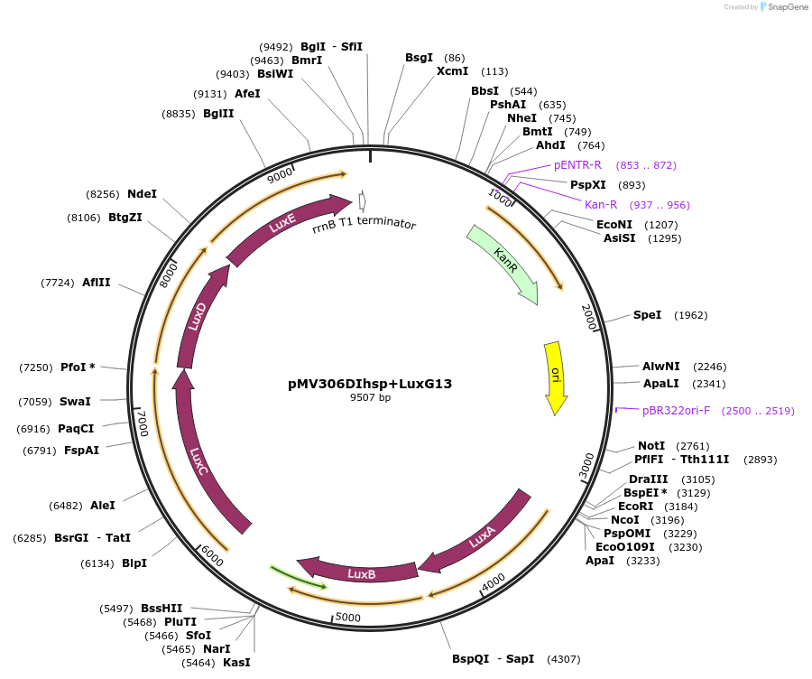 49999-plasmid-map-sequence-id-74814