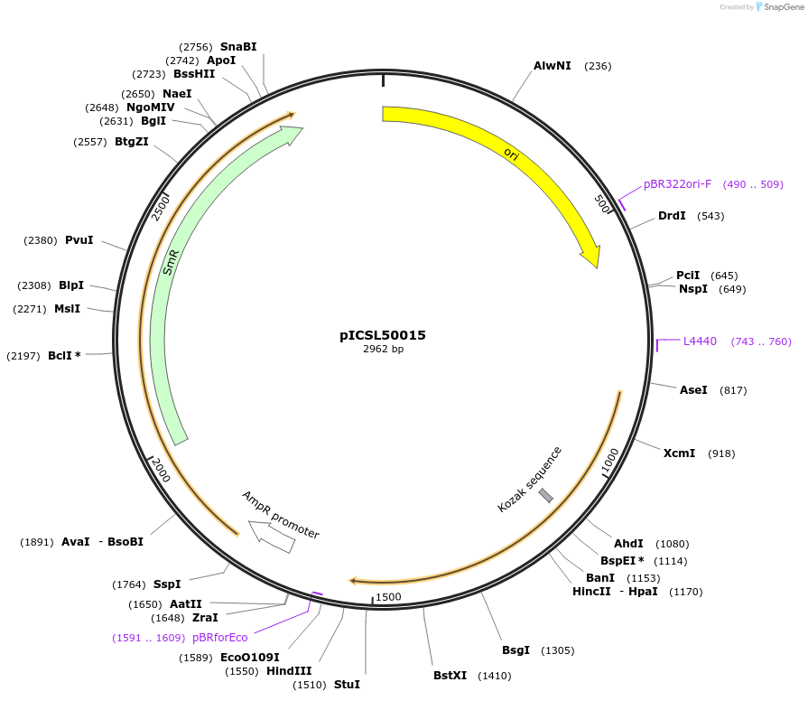 50318-plasmid-map-sequence-id-75075