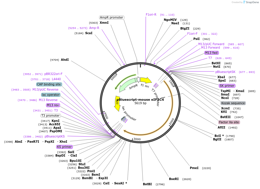 50356-plasmid-map-sequence-id-75143