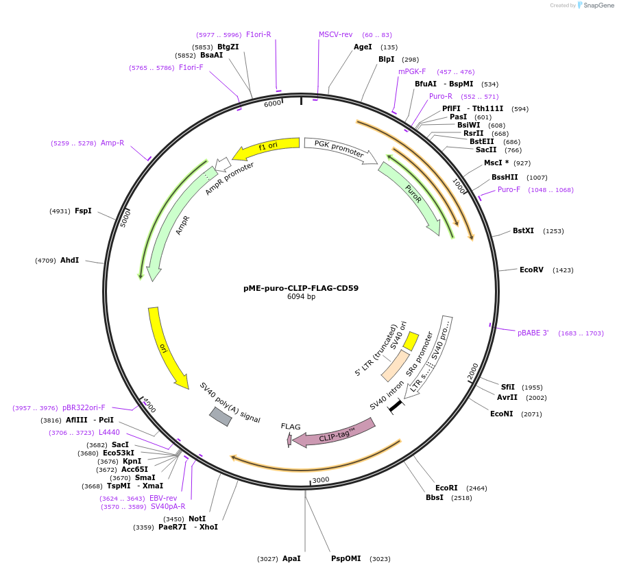 50375-plasmid-map-sequence-id-75241