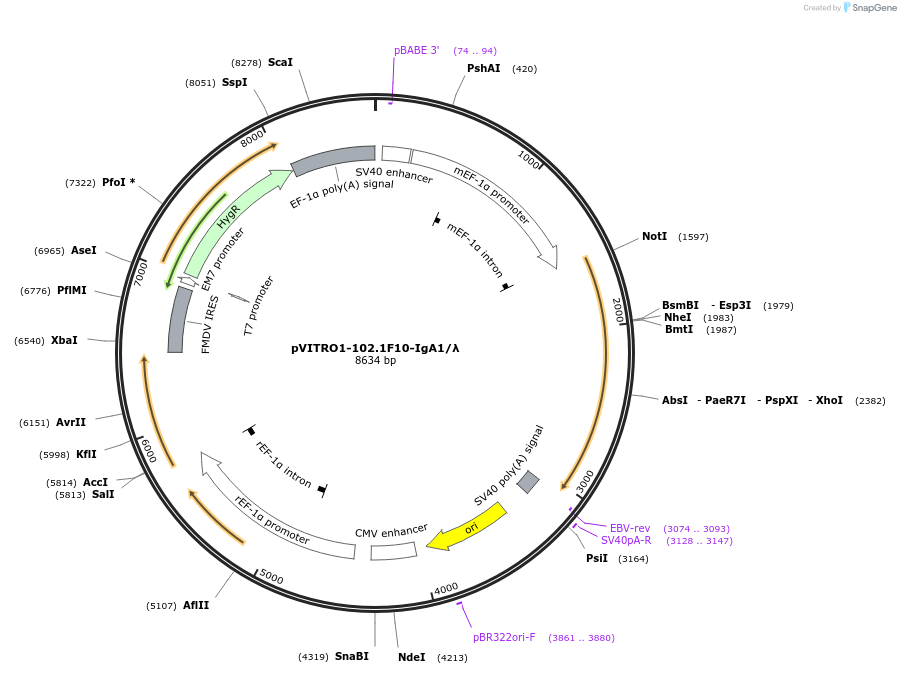 50370-plasmid-map-sequence-id-75287