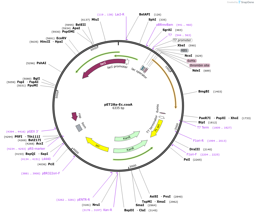 50386-plasmid-map-sequence-id-75331