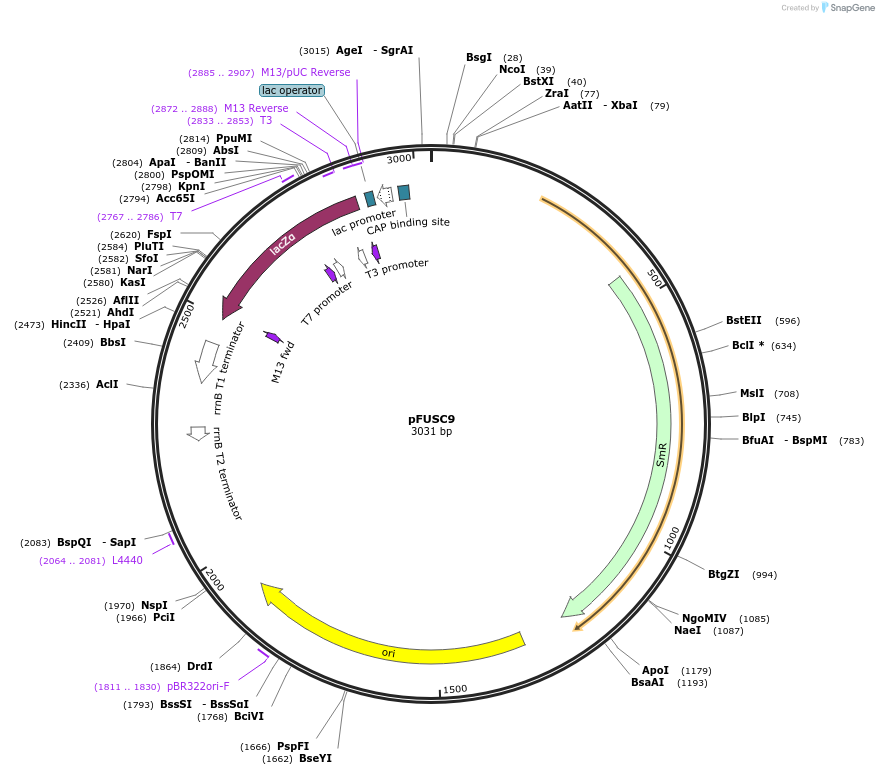 50429-plasmid-map-sequence-id-75347