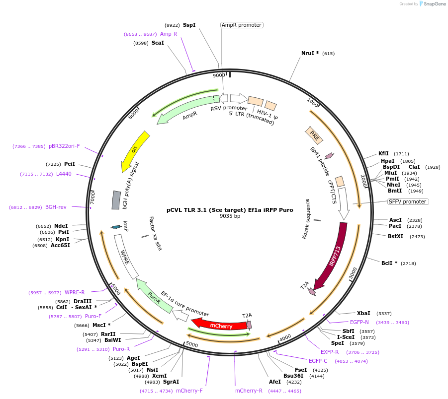 50417-plasmid-map-sequence-id-75349