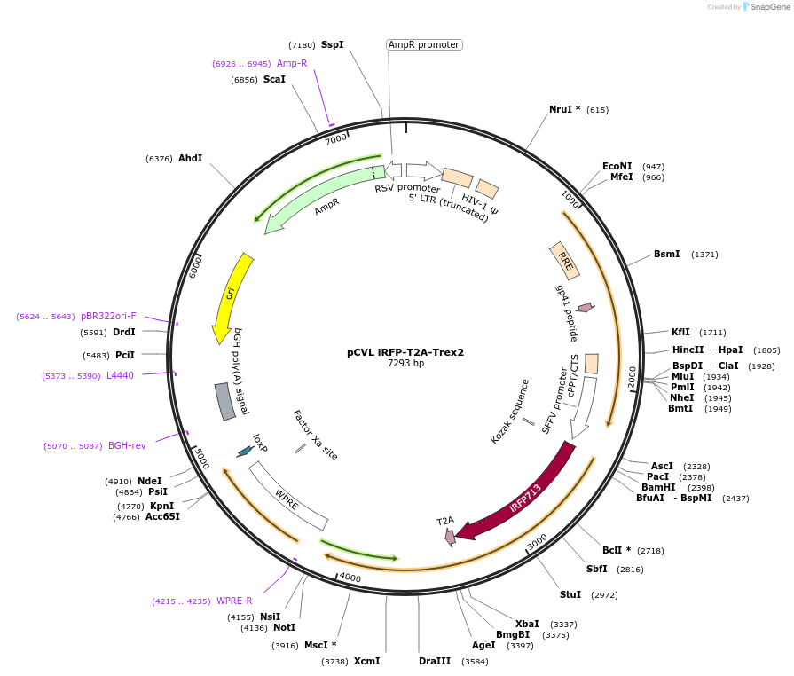 50418-plasmid-map-sequence-id-75351