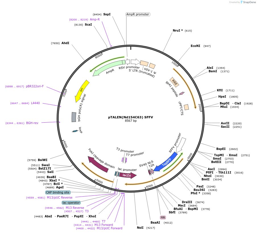 50431-plasmid-map-sequence-id-75352