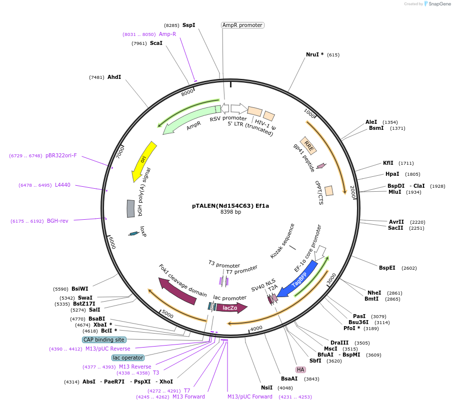 50433-plasmid-map-sequence-id-75354