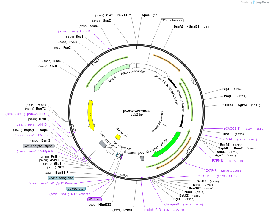 50444-plasmid-map-sequence-id-75393