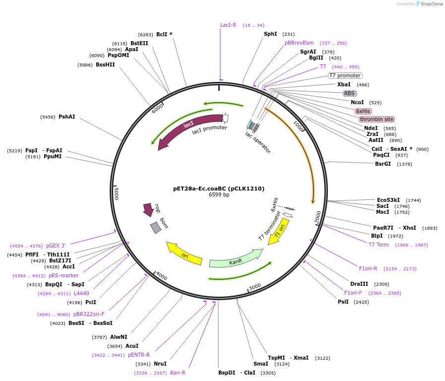 50448-plasmid-map-sequence-id-75396