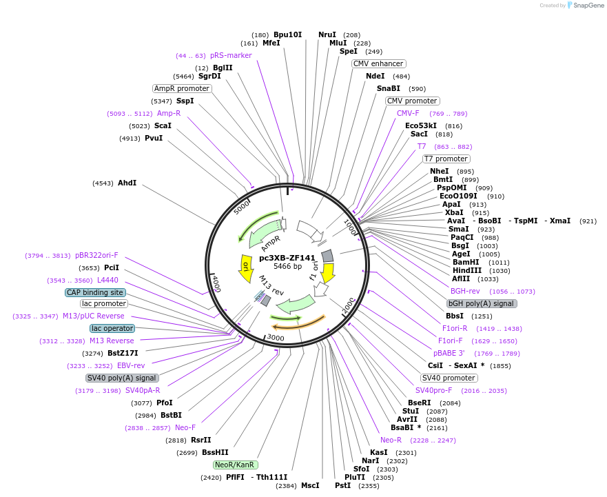 13191-plasmid-map-sequence-id-7540