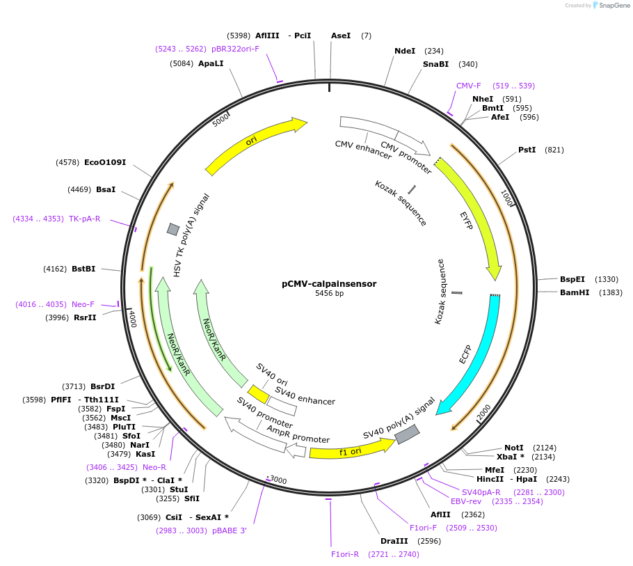 36182-plasmid-map-sequence-id-75400