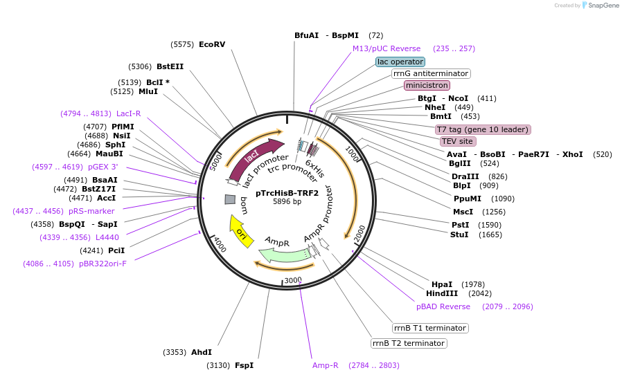 50488-plasmid-map-sequence-id-75424