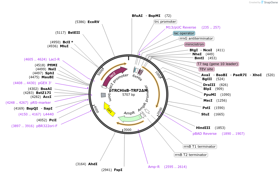 50489-plasmid-map-sequence-id-75427