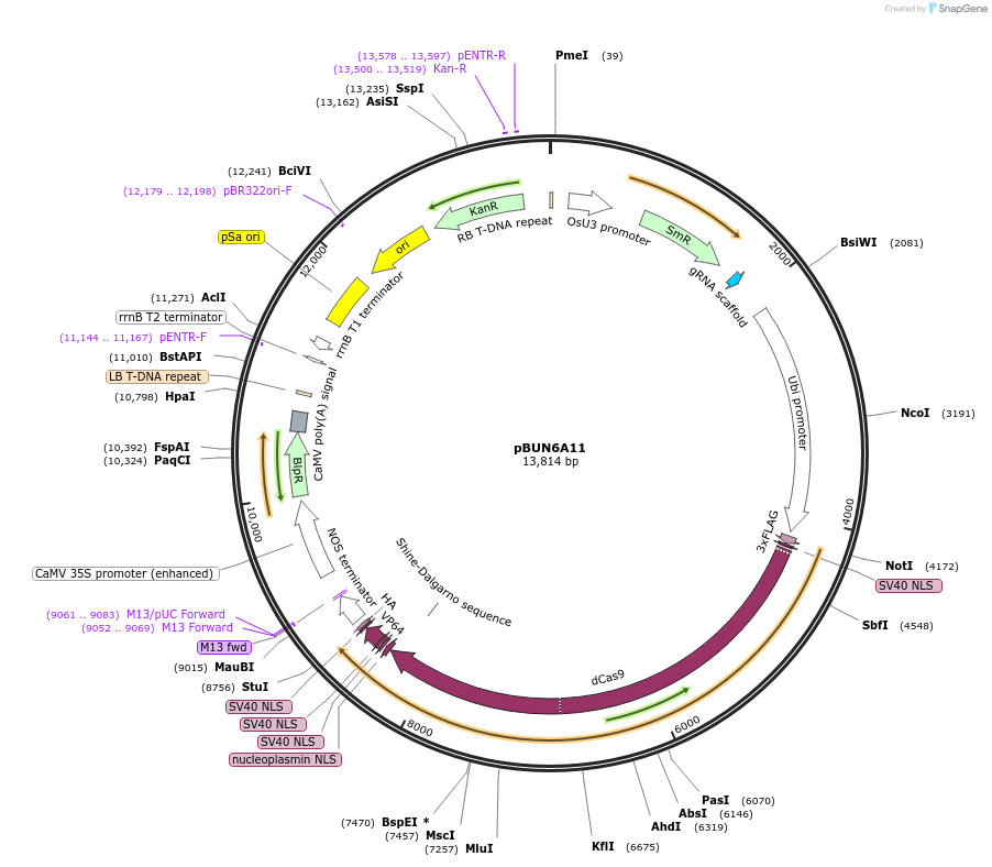 50579-plasmid-map-sequence-id-75626