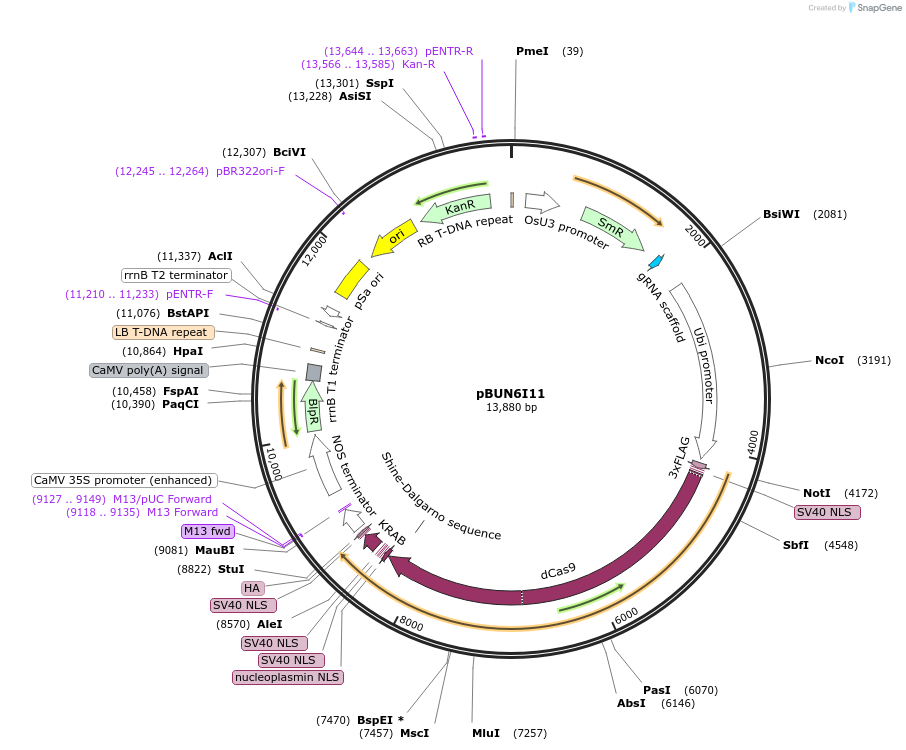 50580-plasmid-map-sequence-id-75637