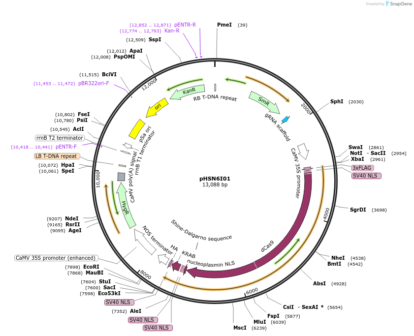 50587-plasmid-map-sequence-id-75659