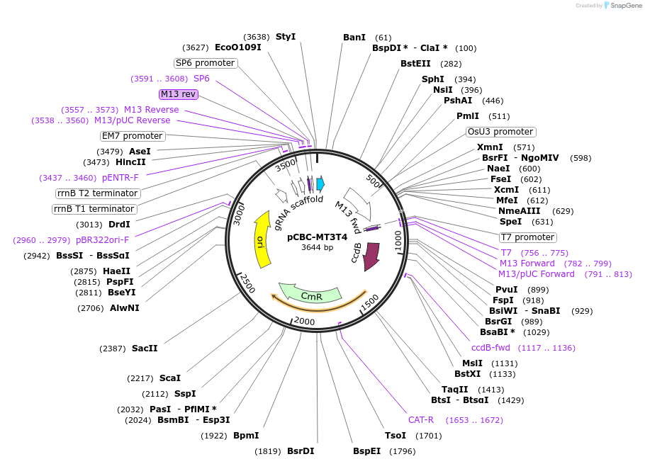 50595-plasmid-map-sequence-id-75675