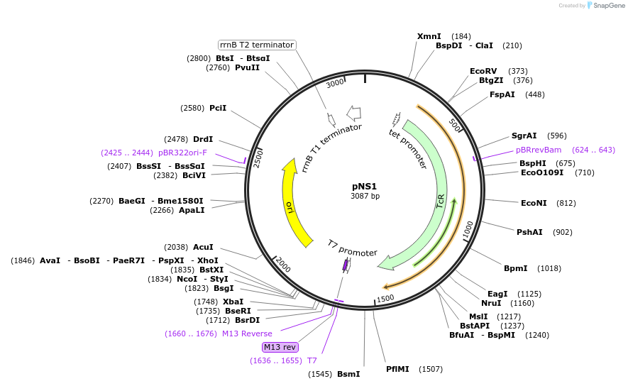50609-plasmid-map-sequence-id-75676