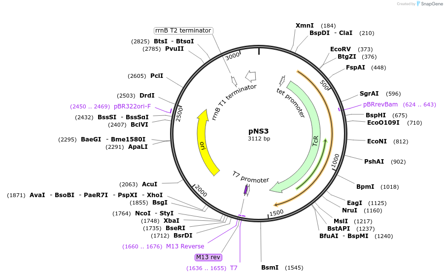 50611-plasmid-map-sequence-id-75686