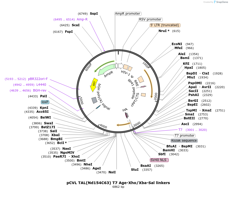 50624-plasmid-map-sequence-id-75688