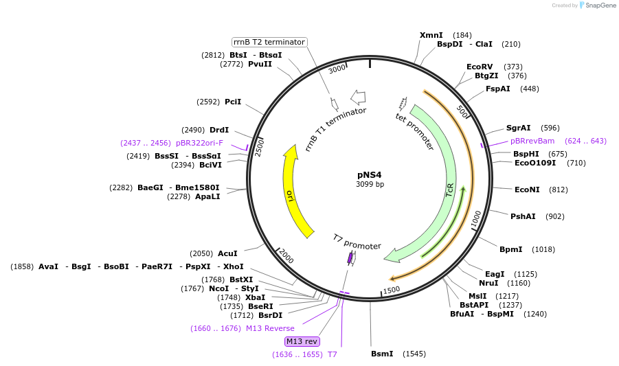 50612-plasmid-map-sequence-id-75690