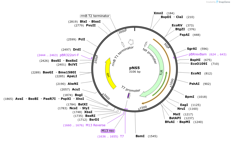 50613-plasmid-map-sequence-id-75694