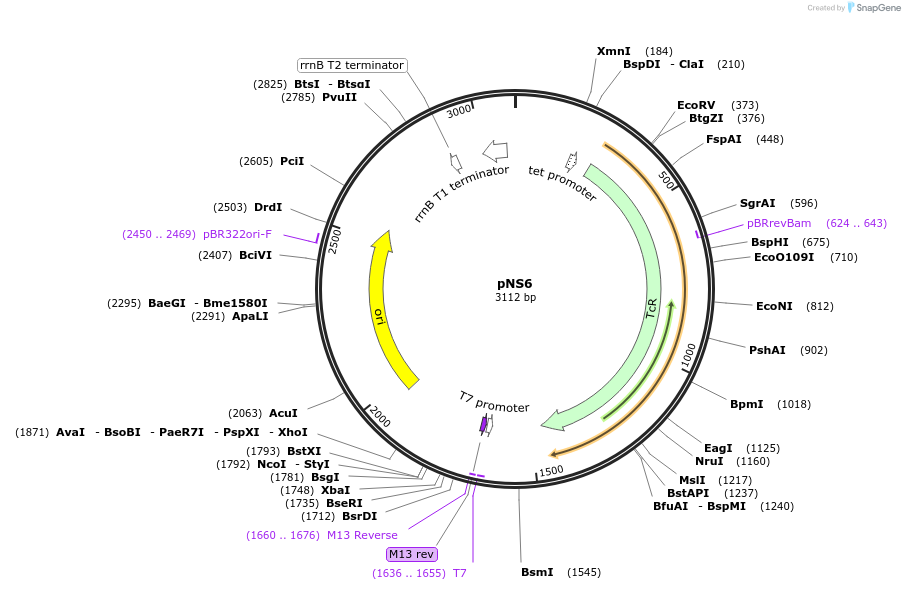 50614-plasmid-map-sequence-id-75695