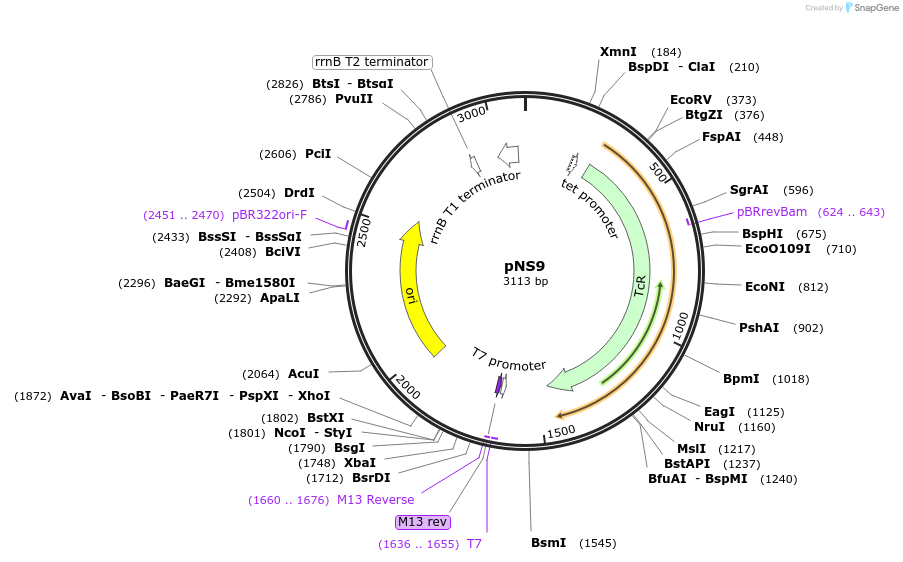 50617-plasmid-map-sequence-id-75699