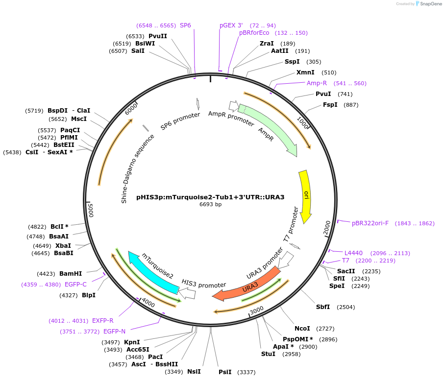 50635-plasmid-map-sequence-id-75750