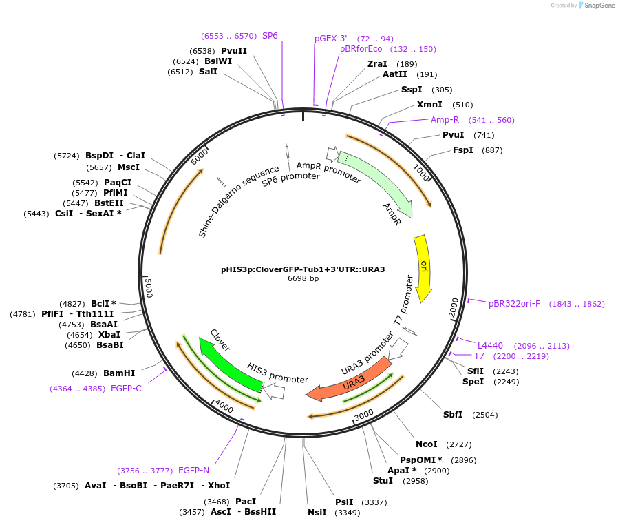 50636-plasmid-map-sequence-id-75751