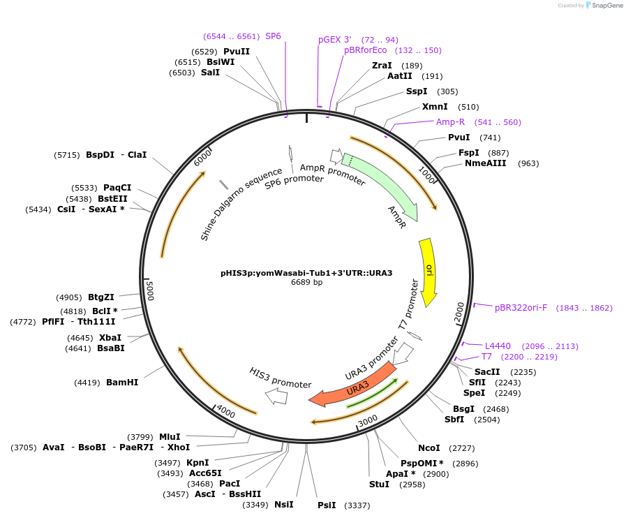 50637-plasmid-map-sequence-id-75752