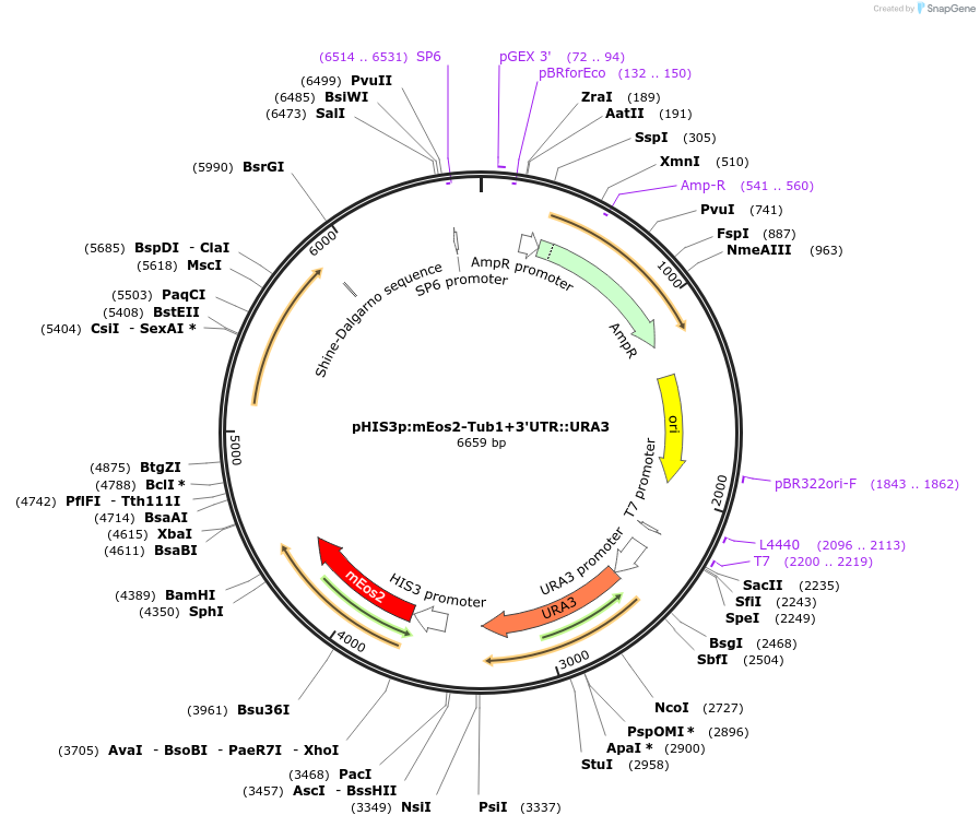 50640-plasmid-map-sequence-id-75755