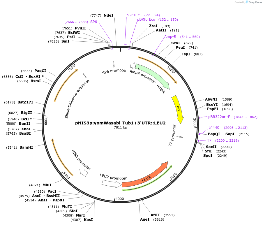 50643-plasmid-map-sequence-id-75758