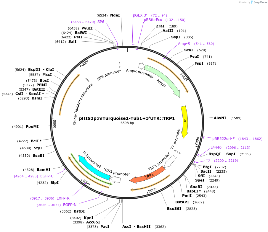 50647-plasmid-map-sequence-id-75762