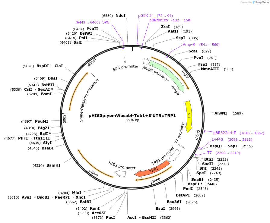 50649-plasmid-map-sequence-id-75764