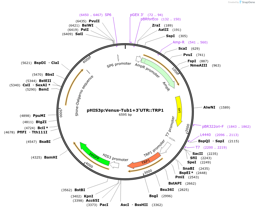 50650-plasmid-map-sequence-id-75765