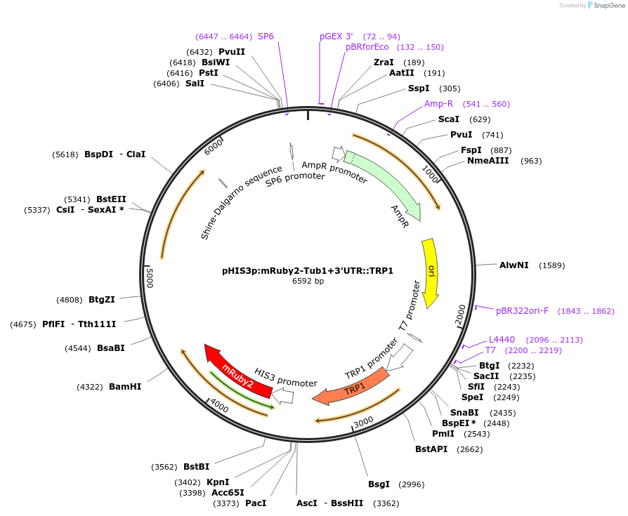 50651-plasmid-map-sequence-id-75766