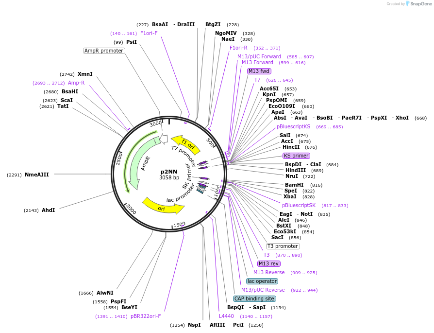 50671-plasmid-map-sequence-id-75832