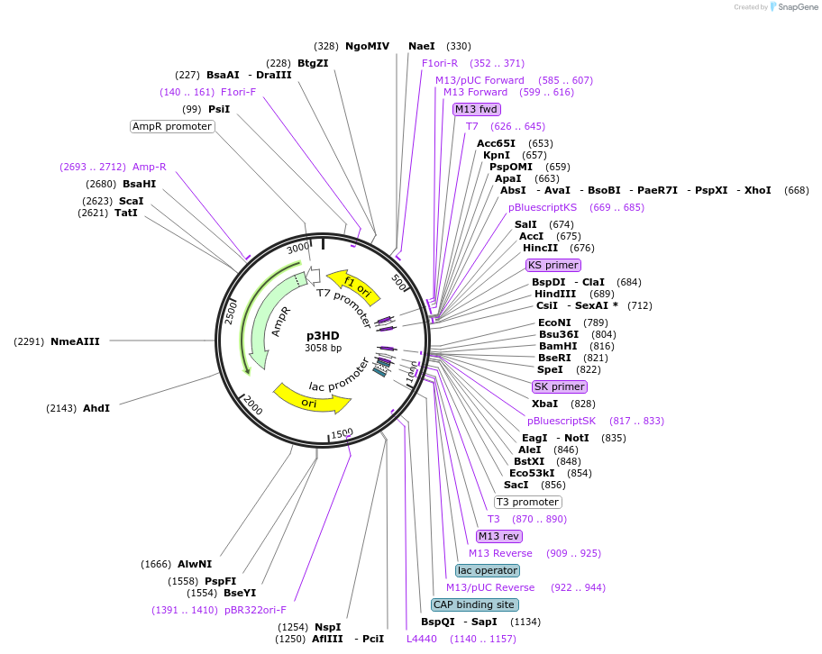 50672-plasmid-map-sequence-id-75833