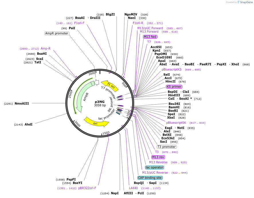 50673-plasmid-map-sequence-id-75834